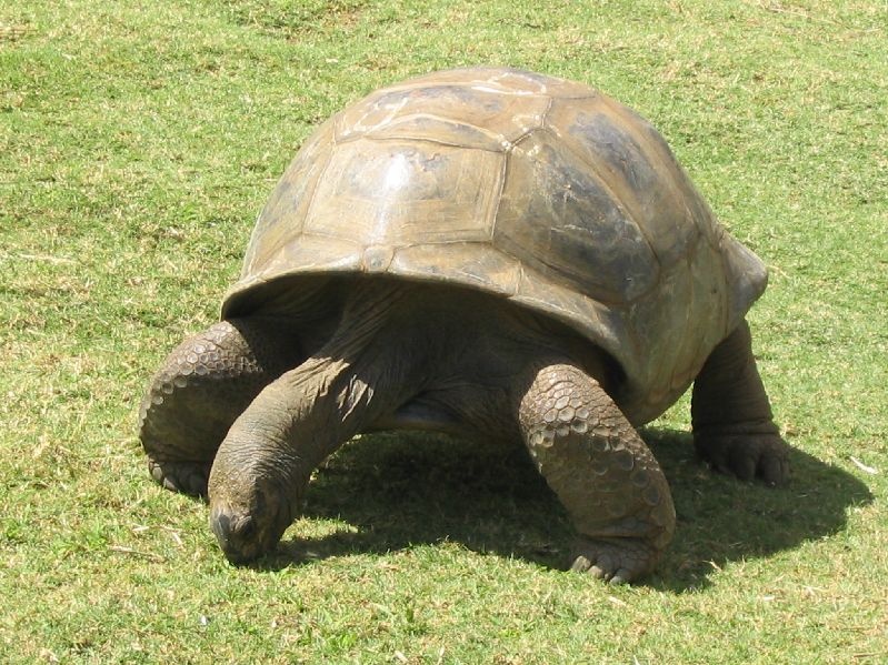 big_tortoise.jpg